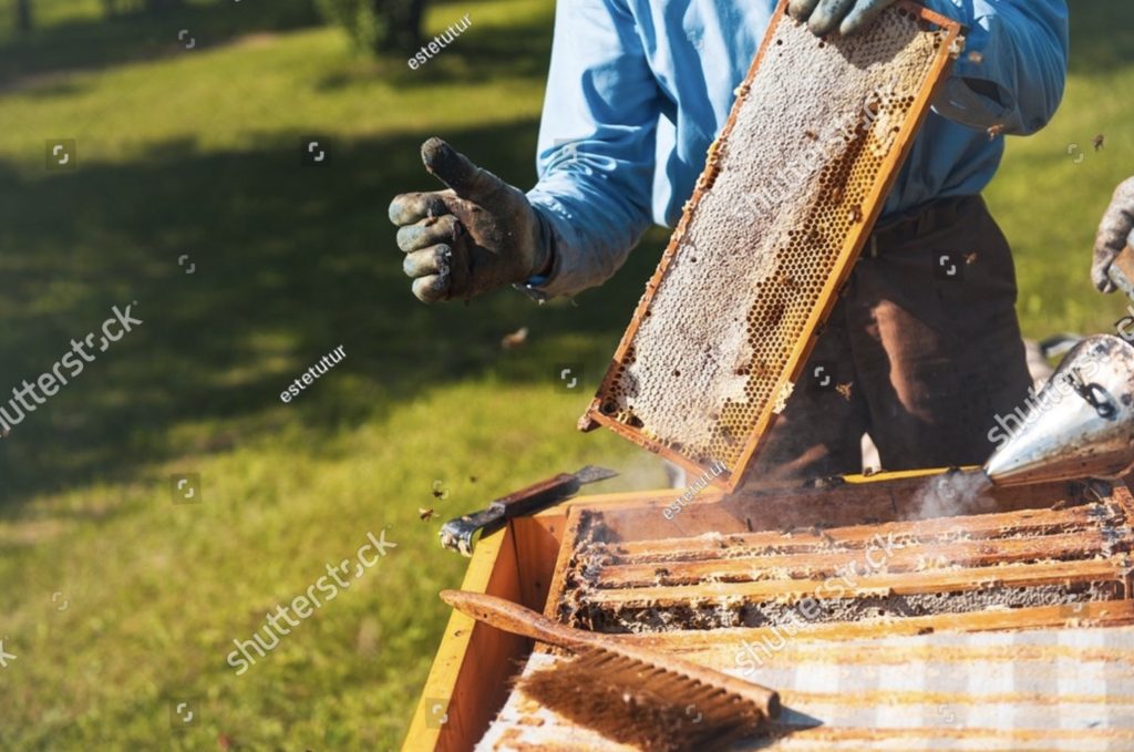 Apiculteur au rucher