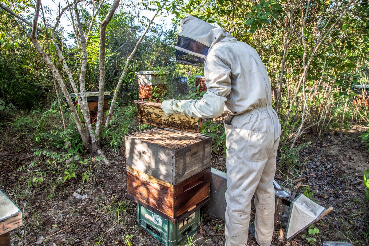 Apiculteur en combinaison blanche inspectant un cadre de ruche dans un cadre naturel